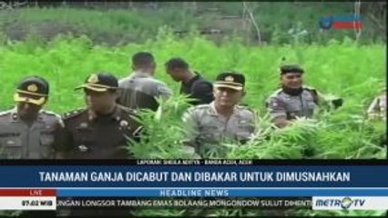 Polisi Musnahkan 1 Hektare Ladang Ganja di Aceh Besar