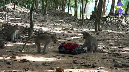 Funny Monkey :) [I'm not responsible for laughing]