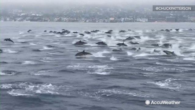 This huge pod of dolphins playing along side of a boat is the coolest thing you will see today