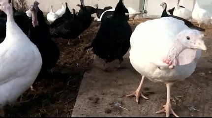 Paynes turkey farm Market Weighton