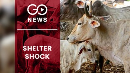 Crumbling Cow Shelters In UP