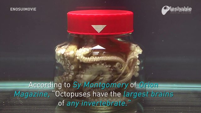 Une pieuvre s'échappe d'un bocal vissé