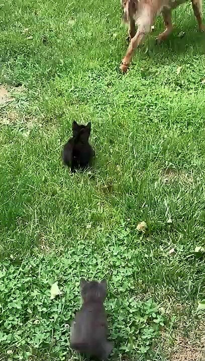 Des chatons font peur à une chèvre