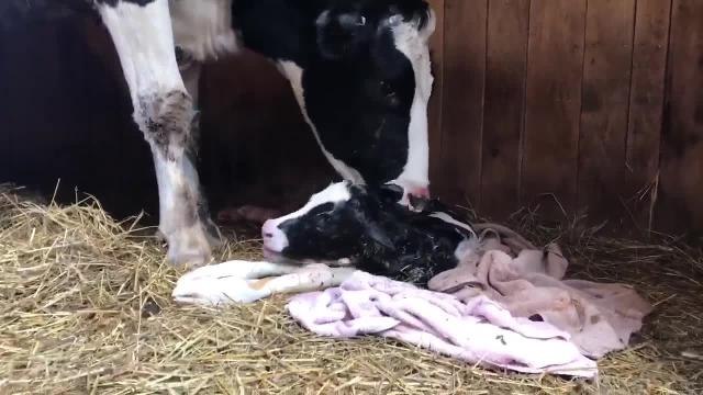 The cow which escaped the abattoir lorry with her newborn calf
