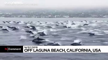 Un super-banc de dauphins aperçu au large de la Californie