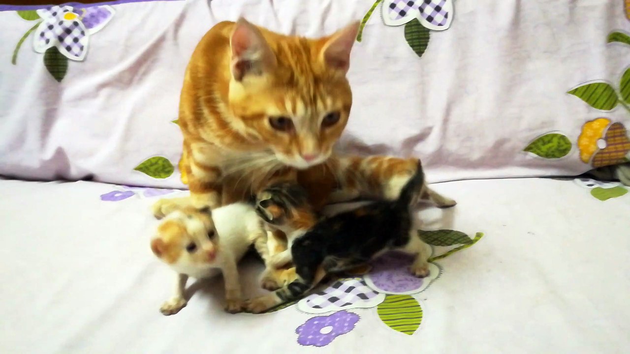 Dady Cat Shift Over Baby Time