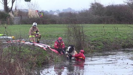 Horse being rescued from stream in Upper Beeding
