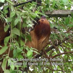 'Mr Sloth' arrives at Tropical Butterfly House