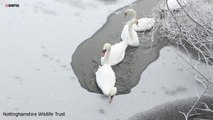 Swans use necks to break ice on lake at Notts nature reserve