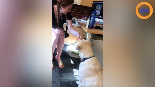 Magnifique complicité entre un chien et sa maîtresse, tous les deux sourds !