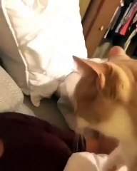 Hilarant ! La chatte de cette jeune femme ne la reconnait pas à cause de son masque. Regardez sa réaction !