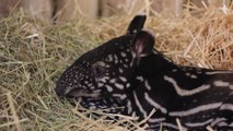 Tapir born at Edinburgh Zoo