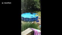 US kids hilariously complain as huge bear plays with their pool toys