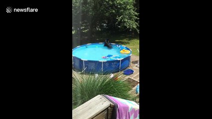 US kids hilariously complain as huge bear plays with their pool toys
