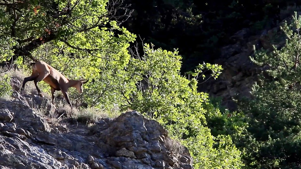 Chamois passe...