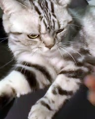 Ce chat veut à tout prix casser une noix. Trop cute !