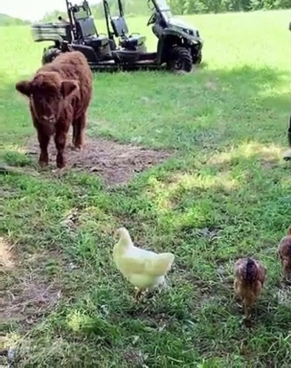 Quand un veau essaie de jouer avec des poules, voici ce que ça donne !