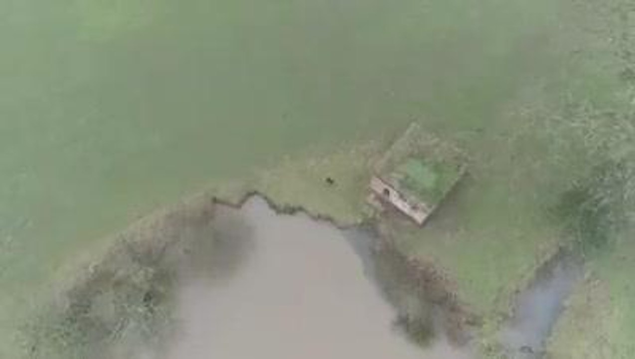 This drone footage shows Kim tracking/searching for food before bolting when she sees people approaching. Credit - Steve @ Drone SAR