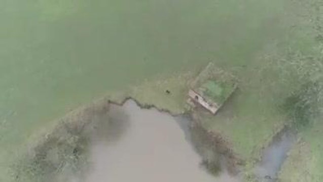 This drone footage shows Kim tracking/searching for food before bolting when she sees people approaching. Credit - Steve @ Drone SAR