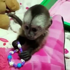 Cette petite guenon adore les bijoux. Regardez ce qu'elle fait lorsqu'elle en voit !