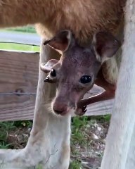 Vous allez tomber sous le charme de ce kangourou si vous regardez ceci !
