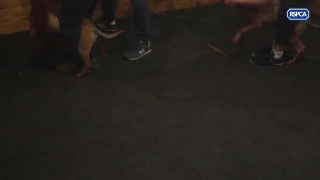 Gang convicted for cruelty to dogs