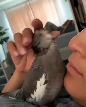 Cette perruche adore recevoir des bisous sur la tete. Trop mimi !