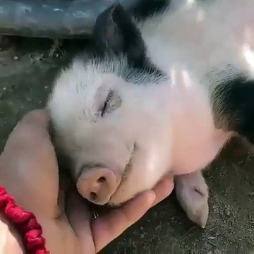 Ce mignon petit cochon est trop attachant. A voir !