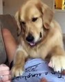 Ce golden fait des chatouilles à son maître. Adorable !