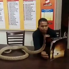 Incroyable ! Cet homme s'amuse avec son ami le Cobra  !
