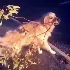 Ce golden aime beaucoup déplacer les branches qui dérangent la route. Trop chou !