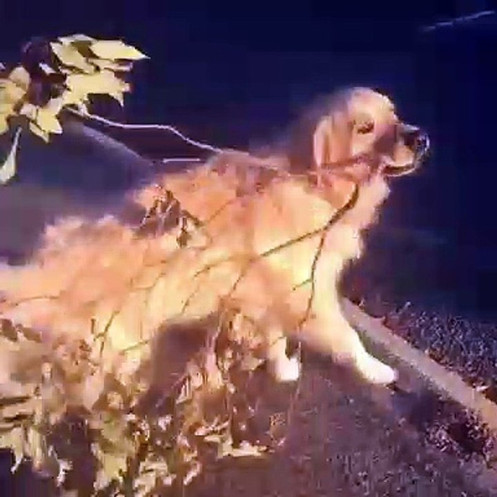Ce golden aime beaucoup déplacer les branches q...