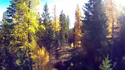 Discovering Bigfoot Trailer