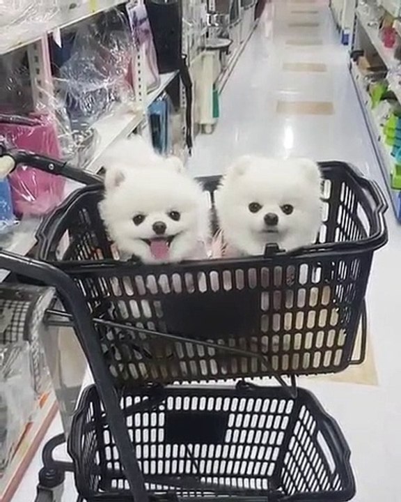 Ces petits chiots poilus ne veulent pas descendre du chariot. Trop cute !