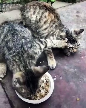 Quand deux chattes se disputent à manger. Hilarant !