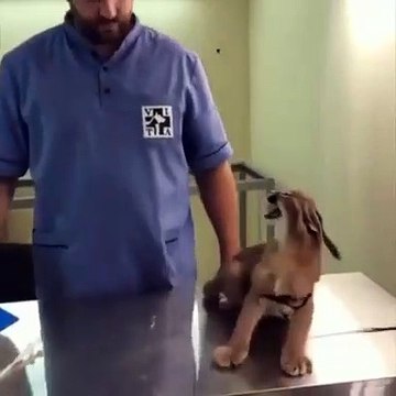 Ce bébé caracal essaie d'intimider le vétérinaire. Trop marrant !