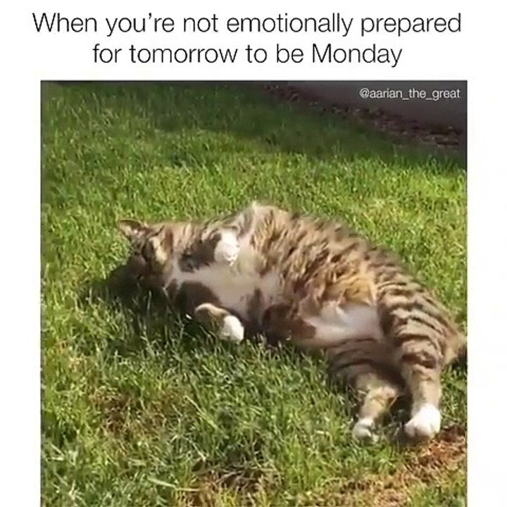 Ce gros chat est trop paresseux. Regardez ce qu'il fait  !