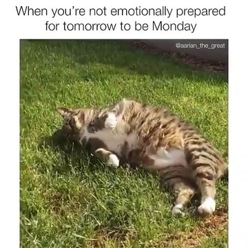 Ce gros chat est trop paresseux. Regardez ce qu'il fait !