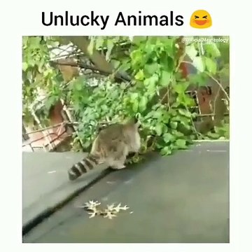 Compilation des animaux les plus malchanceux sur terre. A mourir de rire !