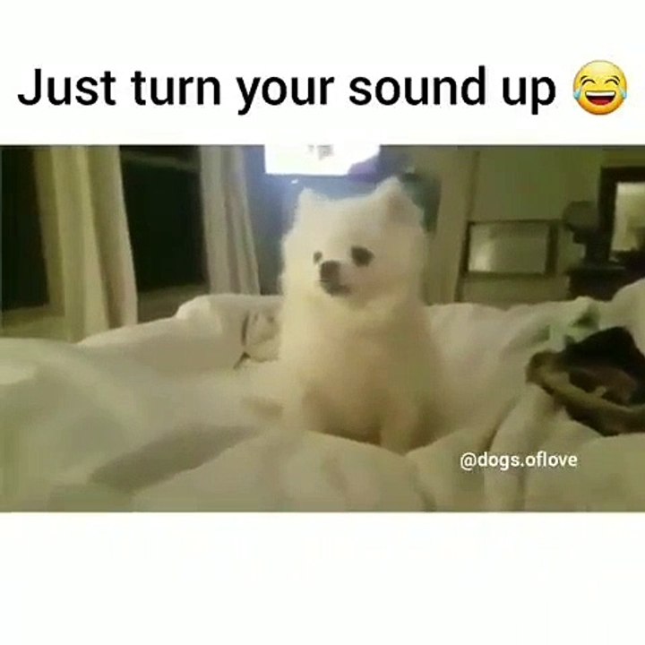 Ecoutez les cris de ce drôle de petit chiot. Trop marrant  !