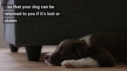 Microchip - How to Microchip Your Dog