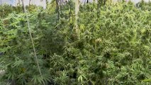 Corby cannabis factory