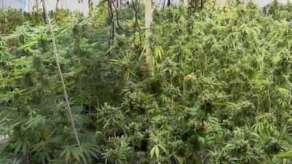 Corby cannabis factory