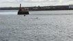 Dolphins spotted off Sunderland's Roker Pier
