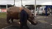New Glenrothes hippo placed