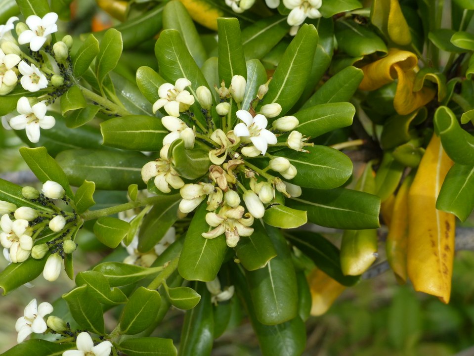 Les fleurs du Monastère de Sainte Croix (Drôme)