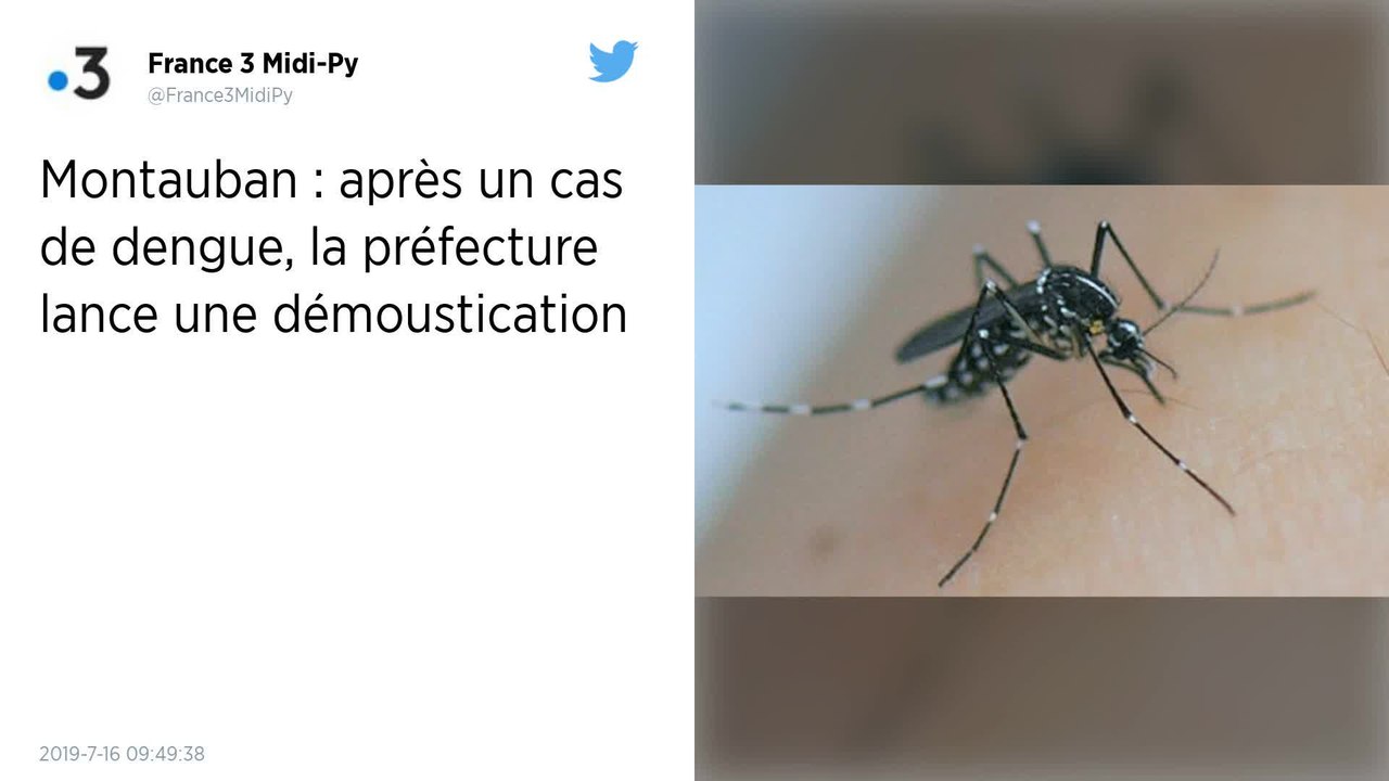 Tarn-et-Garonne : Un cas de dengue diagnostiqué à Montauban, une opération de démoustication lancée