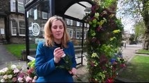 Harrogate bloom bombing bus shelter
