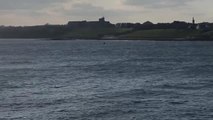 Pod of dolphins spotted swimming in sea off South Shields Pier