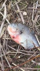 Fears for wildlife as second deadly pirahna fish found at Doncaster lake